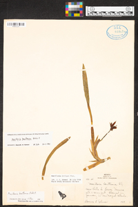 Maxillaria houtteana image