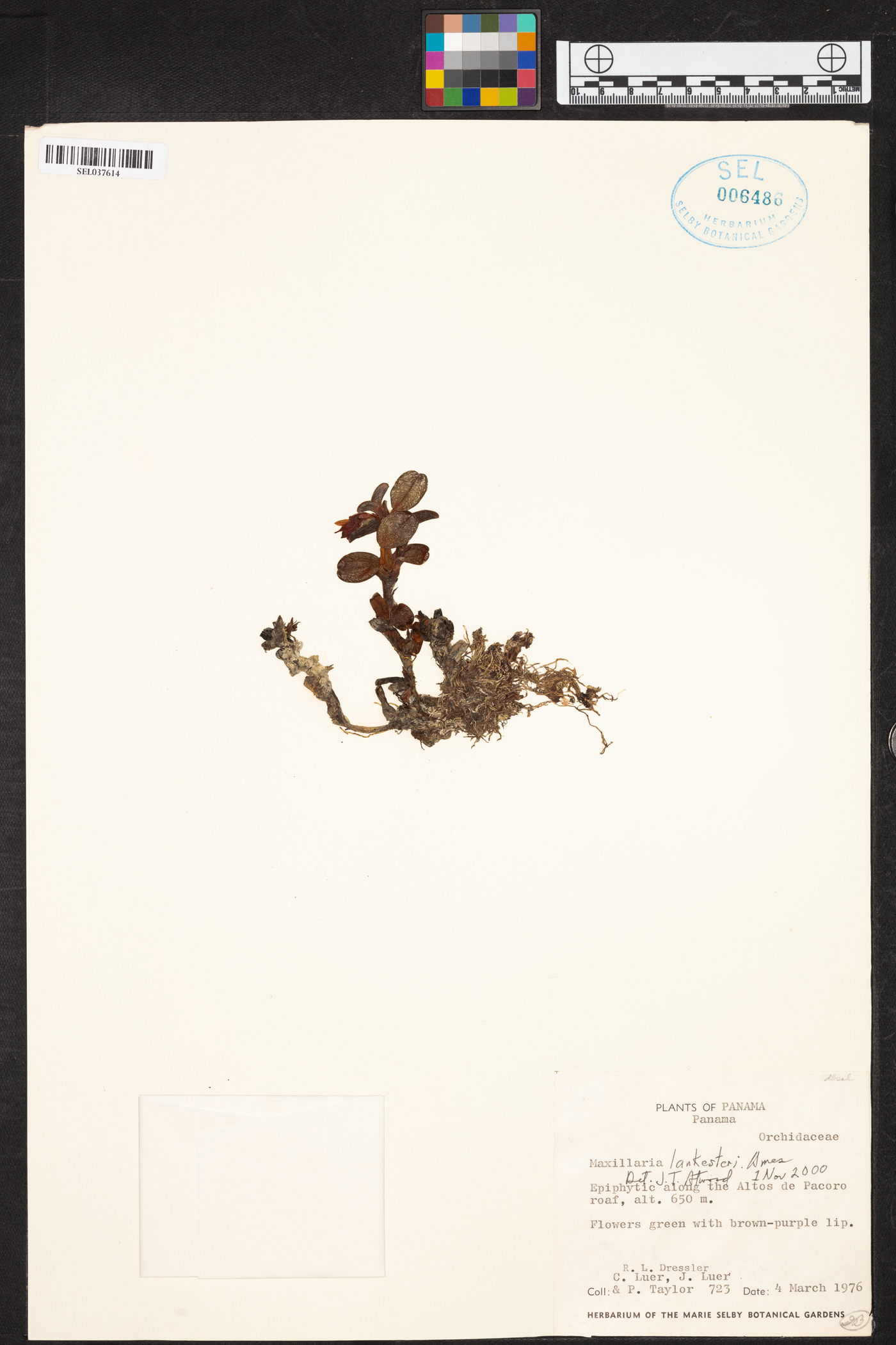 Maxillaria lankesteri image