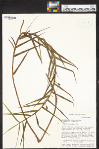 Maxillaria linearifolia image