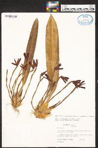 Maxillaria longiloba image