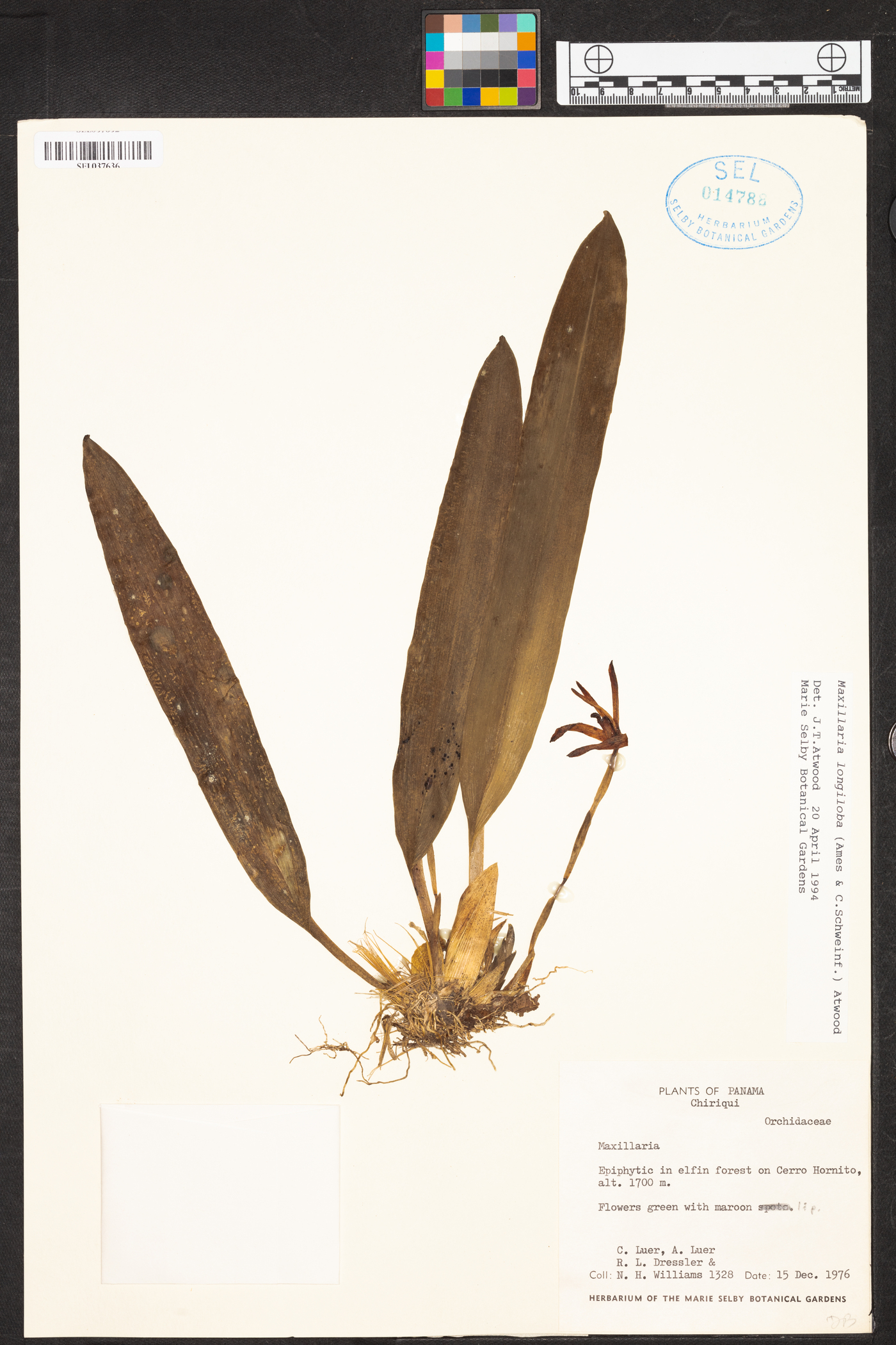 Maxillaria longiloba image