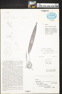 Maxillaria longipetiolata image