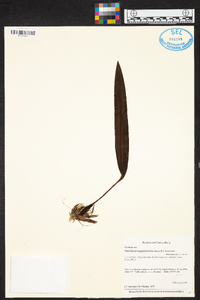 Maxillaria longipetiolata image