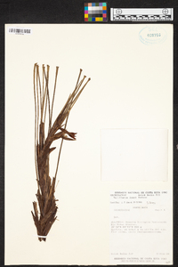 Maxillaria lueri image