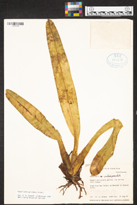 Maxillaria maleolens image
