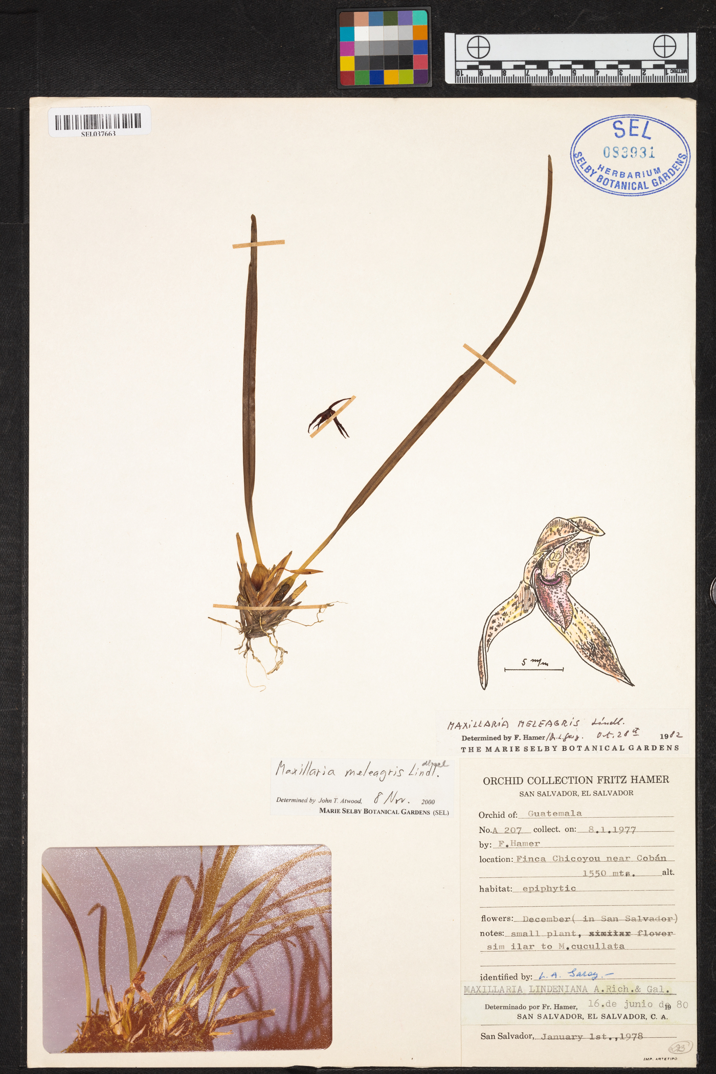 Maxillaria meleagris image