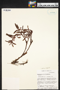 Maxillaria microphyton image