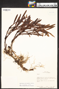 Maxillaria microphyton image