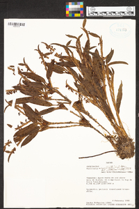 Maxillaria minor image