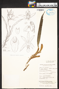 Maxillaria nagelii image