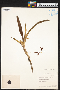 Maxillaria nagelii image