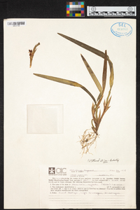 Maxillaria neglecta image