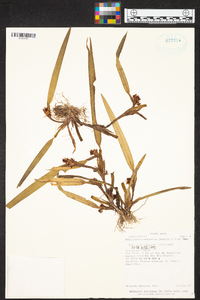 Maxillaria neglecta image