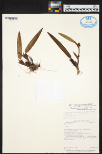 Maxillaria neglecta image