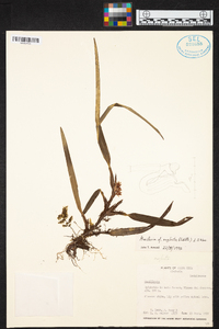 Maxillaria umbratilis image