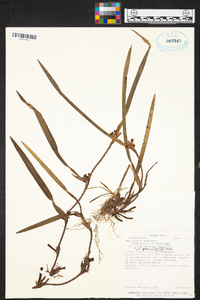 Maxillaria neglecta image