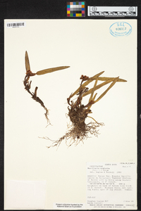 Maxillaria neglecta image