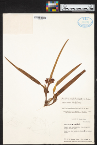 Maxillaria neglecta image