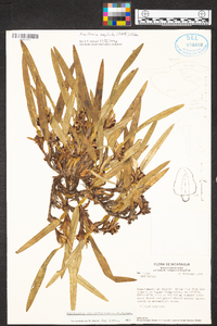 Maxillaria neglecta image