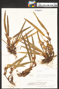 Maxillaria neglecta image