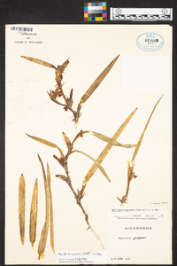Maxillaria neglecta image