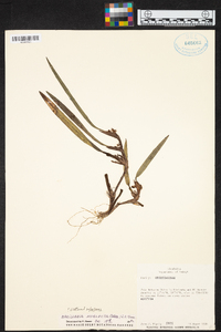 Maxillaria neglecta image