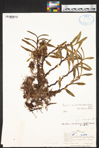 Image of Maxillaria nicaraguensis