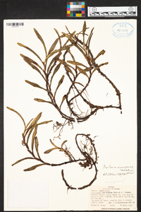 Maxillaria nicaraguensis image
