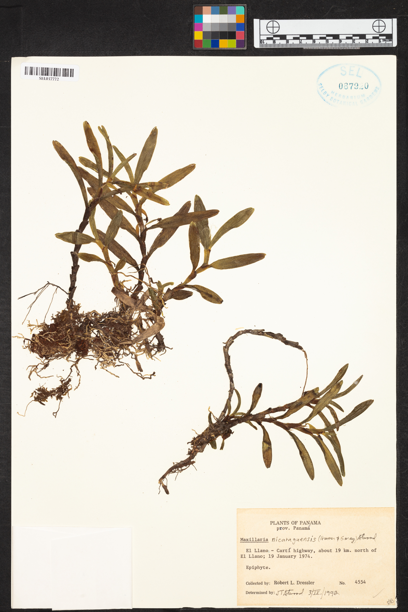 Maxillaria nicaraguensis image