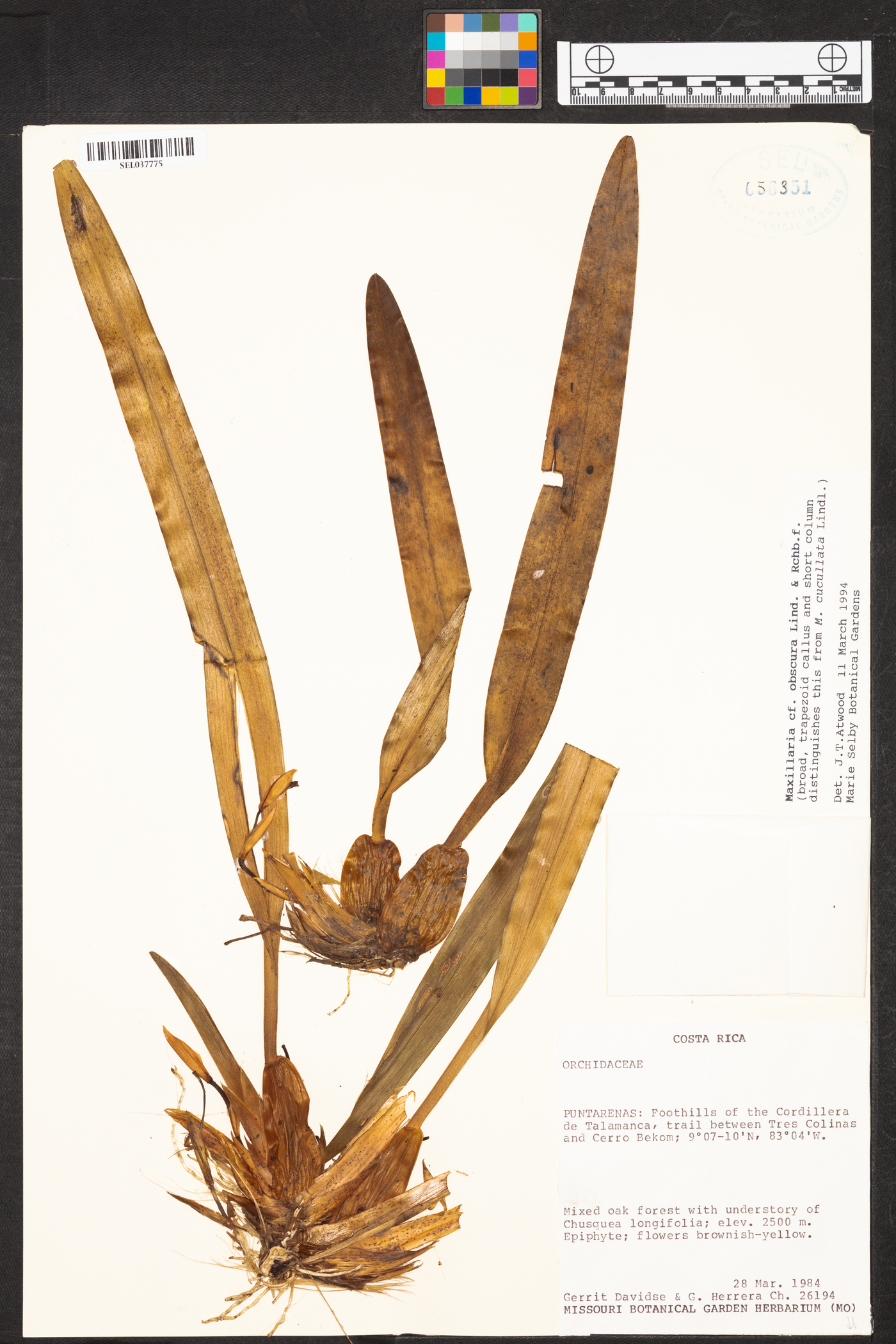 Maxillaria obscura image