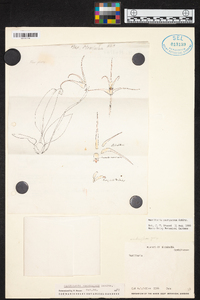 Maxillaria pachyacron image