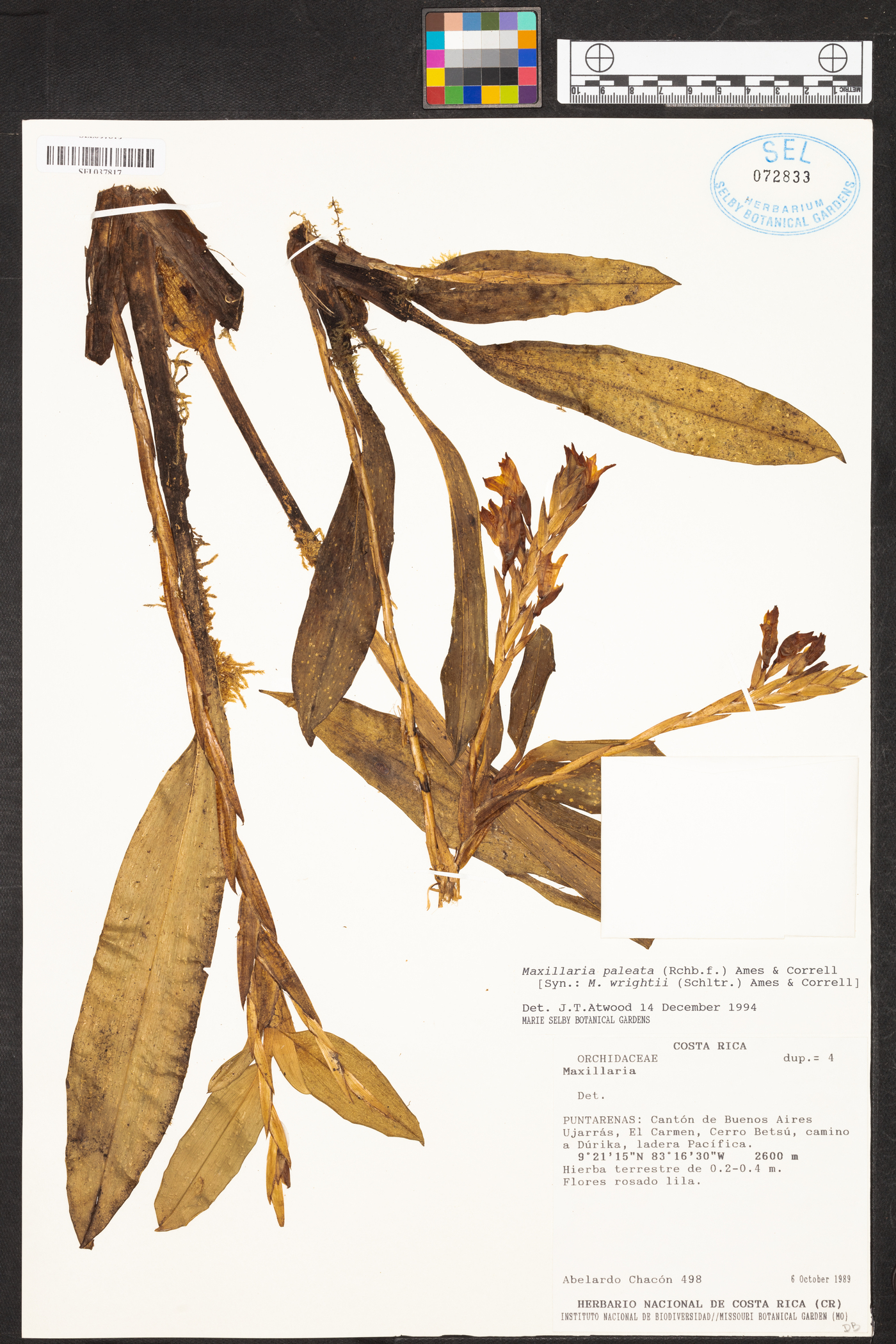 Maxillaria paleata image