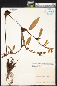 Maxillaria paleata image