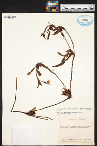 Maxillaria paleata image