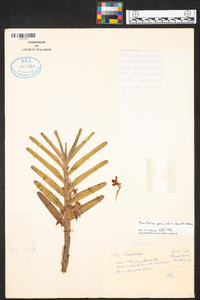 Maxillaria parvilabia image