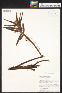 Maxillaria parvilabia image