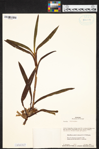 Maxillaria pittieri image