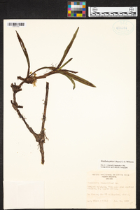 Maxillaria pittieri image