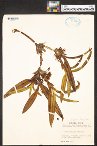 Maxillaria pittieri image