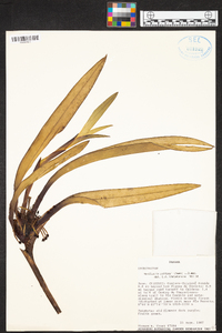 Maxillaria pittieri image