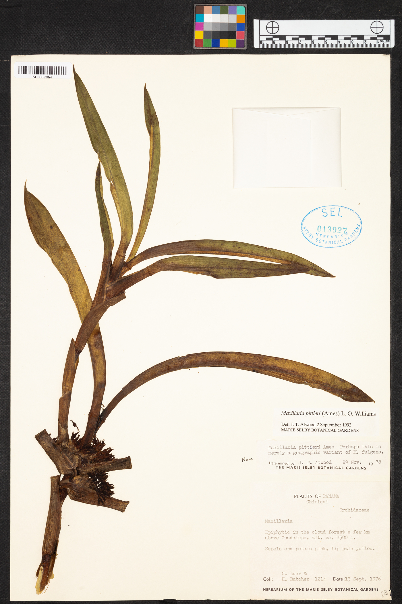 Maxillaria pittieri image