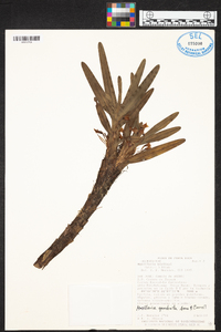 Maxillaria quadrata image