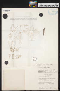 Maxillaria ramonensis image