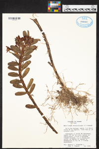 Maxillaria scalariformis image