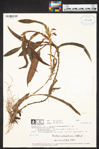 Maxillaria schlechteriana image