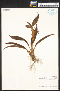 Maxillaria schlechteriana image