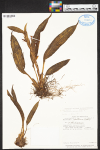 Maxillaria schlechteriana image