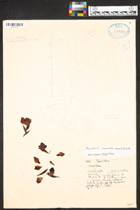 Maxillaria serrulata image