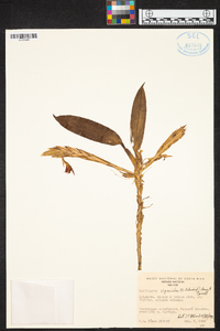 Maxillaria sigmoidea image
