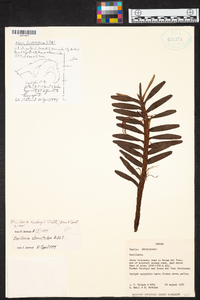 Maxillaria tonduzii image